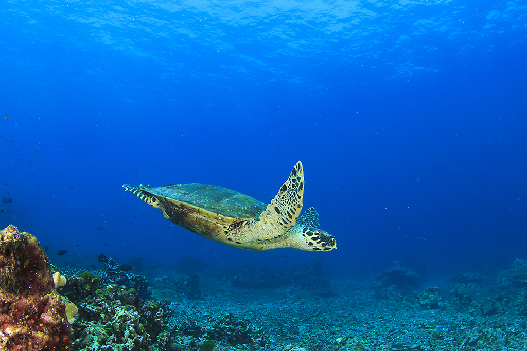 Caretta - Caretta Turtles | Take you there